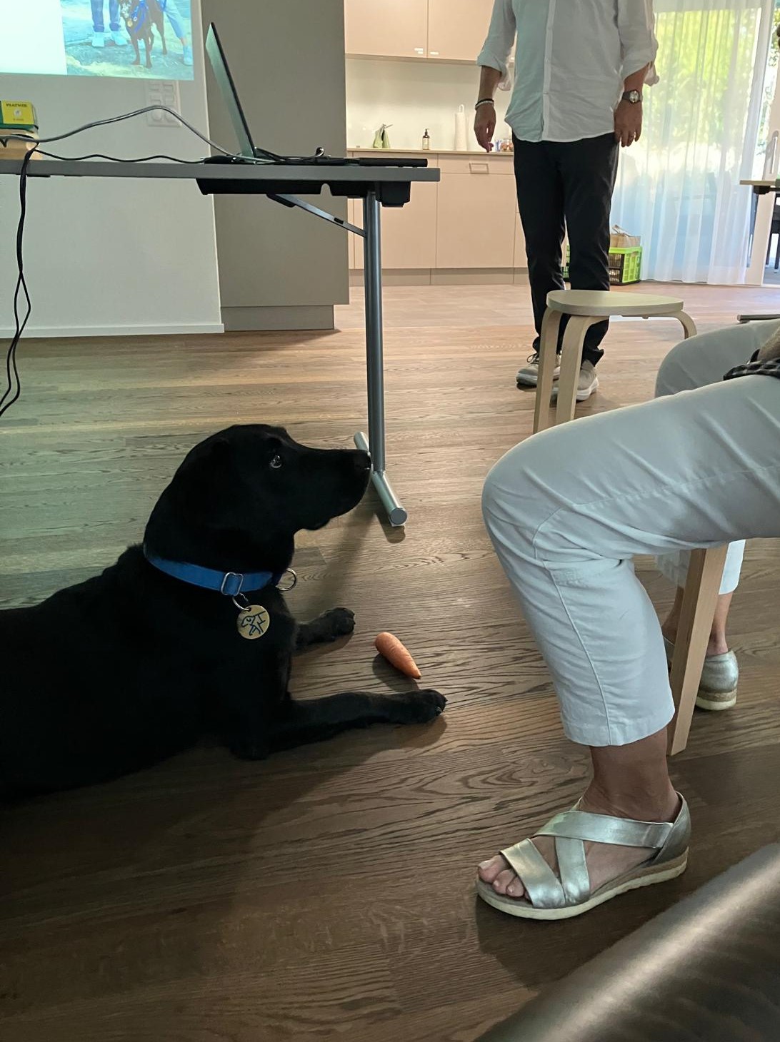 DOMUM Winterthur trifft DOMUM Romanshorn dank Blindenführhund Oana